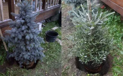 Коли пересаджувати хвойні рослини, грунт і особливості (грунт) Коли пересаджувати хвойні рослини, грунт і особливості