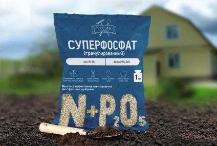 Коли садити ранню капусту на розсаду - терміни і покрокова інструкція! (Садити) Коли садити ранню капусту на розсаду - терміни і покрокова інструкція!