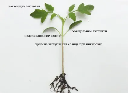 Коли пікірувати помідори після сходів пікіровка розсади в березні за місячним календарем, оптимальні (пікірувати) Коли пікірувати помідори після сходів пікіровка розсади в березні за місячним календарем, оптимальні