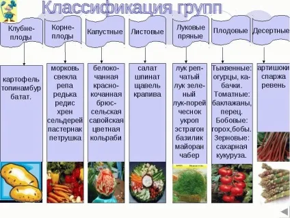 Класифікація овочів на городі - плодові і десертні овочі, корені-і бульбоплоди, листові і (корені) Класифікація овочів на городі - плодові і десертні овочі, корені-і бульбоплоди, листові і