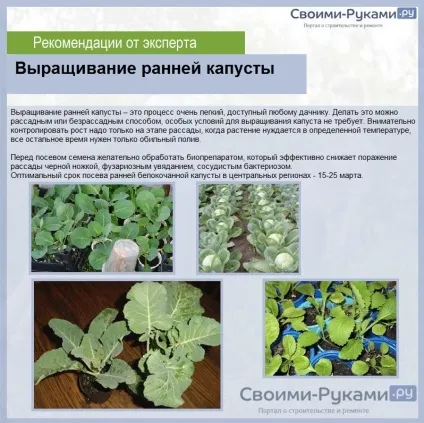 Коли садити ранню капусту на розсаду - терміни і покрокова інструкція! (Розсаду) Коли садити ранню капусту на розсаду - терміни і покрокова інструкція!