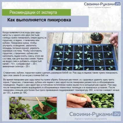 Коли садити ранню капусту на розсаду - терміни і покрокова інструкція! (Садити) Коли садити ранню капусту на розсаду - терміни і покрокова інструкція!