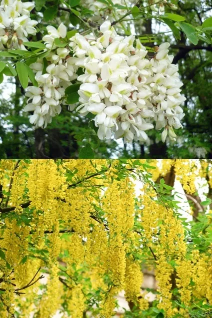 Коли цвіте акація