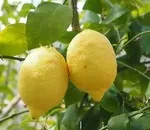 Чи не плодоносять сливи (питання і відповіді) Чи не плодоносять сливи