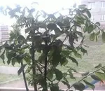 Чи не плодоносять сливи (плодові дерева) Чи не плодоносять сливи
