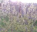 Чи не плодоносять сливи (сливи) Чи не плодоносять сливи