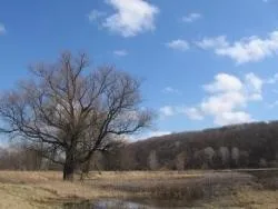 нерест сомів