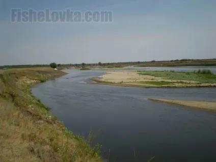 Нерест сома початок ікрометання, коли ловити, переміщення і особливості (нерест) Нерест сома початок ікрометання, коли ловити, переміщення і особливості