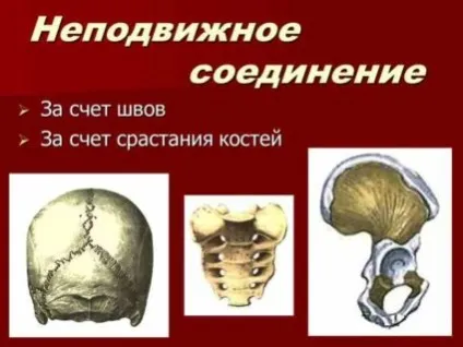 Нерухоме з'єднання кісток типи з'єднання (типи) Нерухоме з'єднання кісток типи з'єднання