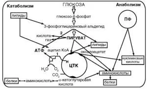 Метаболізм бактерій види (енергетичний, конструктивний), особливості, ферменти