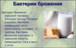 Метаболізм бактерій види (енергетичний, конструктивний), особливості, ферменти