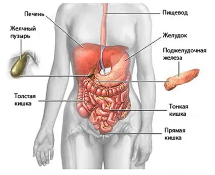 Місце мрт у виявленні аномалій жовчного міхура (міхура) Місце мрт у виявленні аномалій жовчного міхура