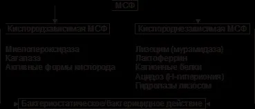 Механізми захисту організму від збудників інфекції (захисту) Механізми захисту організму від збудників інфекції