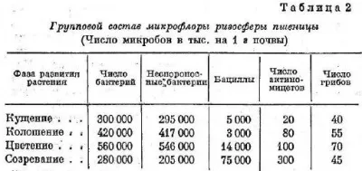 Мікроорганізми грунту і кореня рослин - все про технології хлібопродуктів
