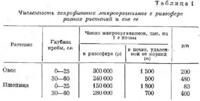 Мікроорганізми грунту і кореня рослин - все про технології хлібопродуктів