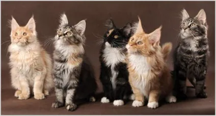 Мейн-кун (maine coon) кішка фото і відео, ціна, опис породи, характер і забарвлення