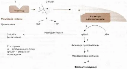 Механізми дії гормонів, мембранні рецептори і вторинні посередники (месенджери), дія (рецептори) Механізми дії гормонів, мембранні рецептори і вторинні посередники (месенджери), дія