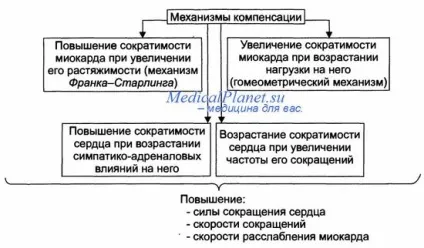 Міокардіальна форма серцевої недостатності - лікування серця (серця) Міокардіальна форма серцевої недостатності - лікування серця