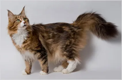 Мейн-кун (maine coon) кішка фото і відео, ціна, опис породи, характер і забарвлення