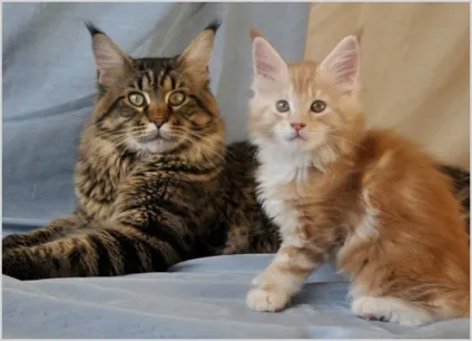Мейн-кун (maine coon) кішка фото і відео, ціна, опис породи, характер і забарвлення