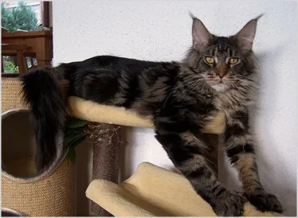 Мейн-кун (maine coon) кішка фото і відео, ціна, опис породи, характер і забарвлення