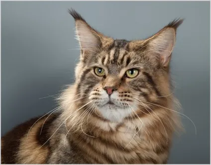Мейн-кун (maine coon) кішка фото і відео, ціна, опис породи, характер і забарвлення