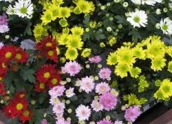 Багаторічна садові хризантема (садові) Багаторічна садові хризантема
