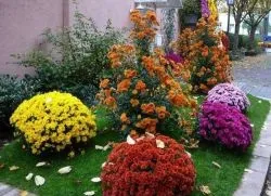 Багаторічна садові хризантема (садової хризантеми краще) Багаторічна садові хризантема