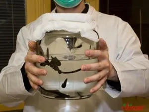 Міома матки - лікування народними засобами борової маткою, кедровими горішками, чистотілом і ін (матки) Міома матки - лікування народними засобами борової маткою, кедровими горішками, чистотілом і ін