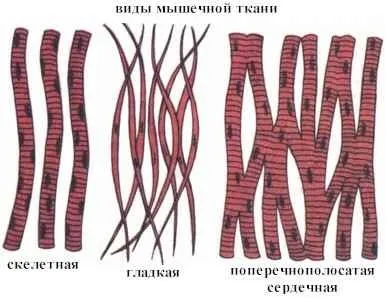 М'язи і їхня функція (функція) М'язи і їхня функція