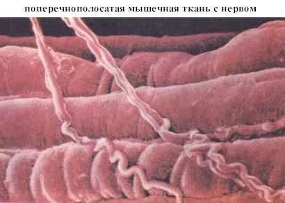 М'язи і їхня функція (функція Робота м'язів) М'язи і їхня функція
