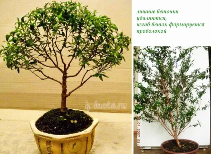 миртове дерево