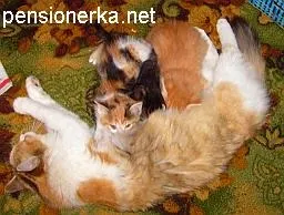 Мої кішки в моєму будинку проживали у нас не більше року (моєму) Мої кішки в моєму будинку проживали у нас не більше року
