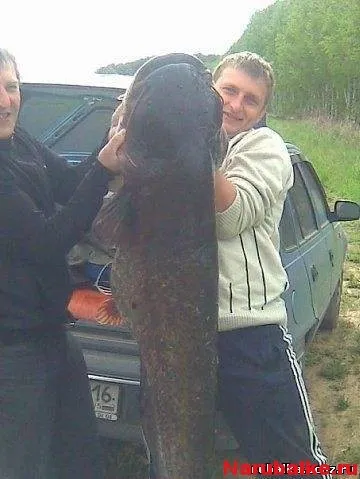 Мої трофеї