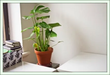 Монстера (monstera)