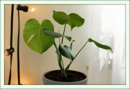 Монстера (monstera)