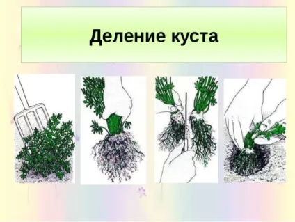 Монарда посадка і вирощування, технологія, фото, як доглядати за