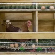 Чи можна і з якого віку давати курчатам зелена цибуля, черепашку, пшоно, сир, щавель, горох і (курчатам) Чи можна і з якого віку давати курчатам зелена цибуля, черепашку, пшоно, сир, щавель, горох і