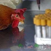 Чи можна і з якого віку давати курчатам зелена цибуля, черепашку, пшоно, сир, щавель, горох і (черепашку) Чи можна і з якого віку давати курчатам зелена цибуля, черепашку, пшоно, сир, щавель, горох і