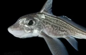 Морський заєць - опис риби