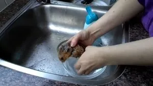 Чи можна купати хом'яків в воді як мити хом'яка джунгарского в піску (воді) Чи можна купати хом'яків в воді як мити хом'яка джунгарского в піску