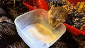 Чи можна купати хом'яків в воді як мити хом'яка джунгарского в піску (купати) Чи можна купати хом'яків в воді як мити хом'яка джунгарского в піску