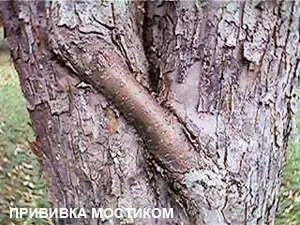 Морозобоїни і їх лікування (морозобой) Морозобоїни і їх лікування