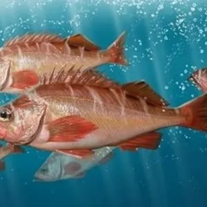 Морський окунь - користь, шкода, протипоказання, хімічний склад (склад) Морський окунь - користь, шкода, протипоказання, хімічний склад