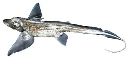 Морські зайці, хто вони (зайці) Морські зайці, хто вони