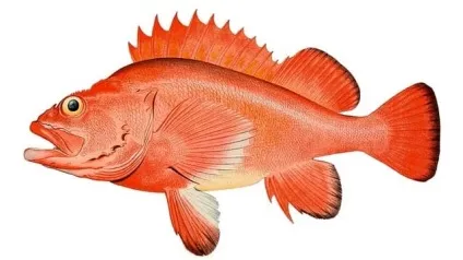 Морський окунь користь і шкода (окунь) Морський окунь користь і шкода