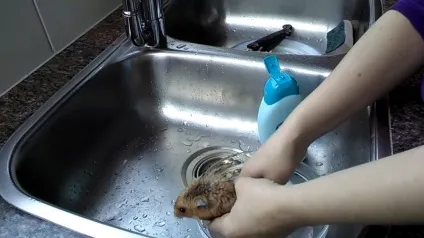 Чи можна купати хом'яків в воді як мити хом'яка джунгарского в піску (воді) Чи можна купати хом'яків в воді як мити хом'яка джунгарского в піску
