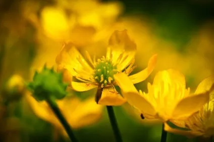 Чи можна і з якого віку давати курчатам зелена цибуля, черепашку, пшоно, сир, щавель, горох і (віку) Чи можна і з якого віку давати курчатам зелена цибуля, черепашку, пшоно, сир, щавель, горох і