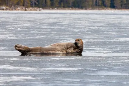 морський заєць