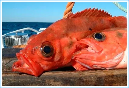 Морський окунь користь і шкода - склад м'яса, калорійність, вітаміни, як вибрати, рецепти (окунь) Морський окунь користь і шкода - склад м'яса, калорійність, вітаміни, як вибрати, рецепти
